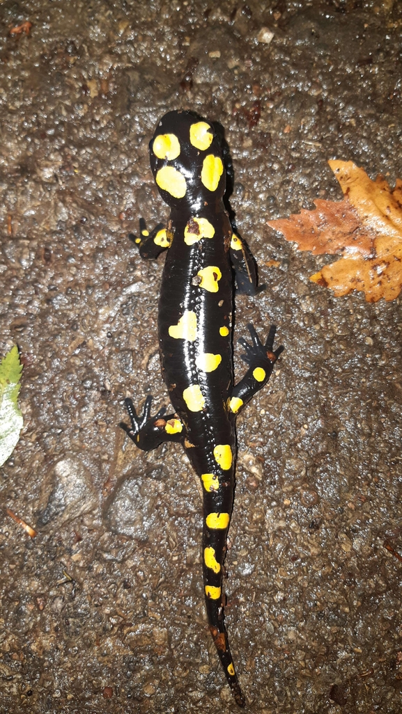 Salamandra infraimmaculata  photographed by רמדאן עיסא 