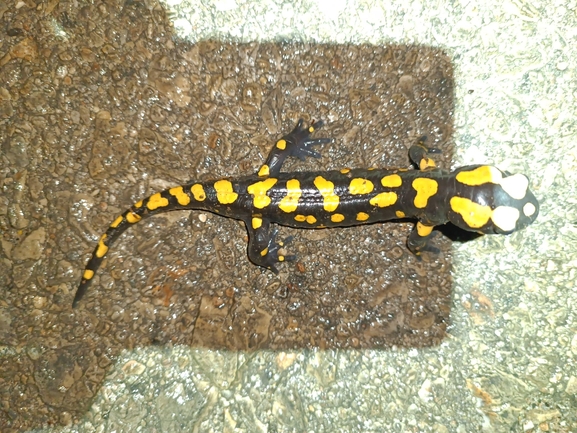 Salamandra infraimmaculata  photographed by רמדאן עיסא 