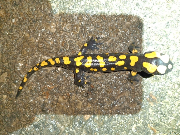 Salamandra infraimmaculata  photographed by רמדאן עיסא 