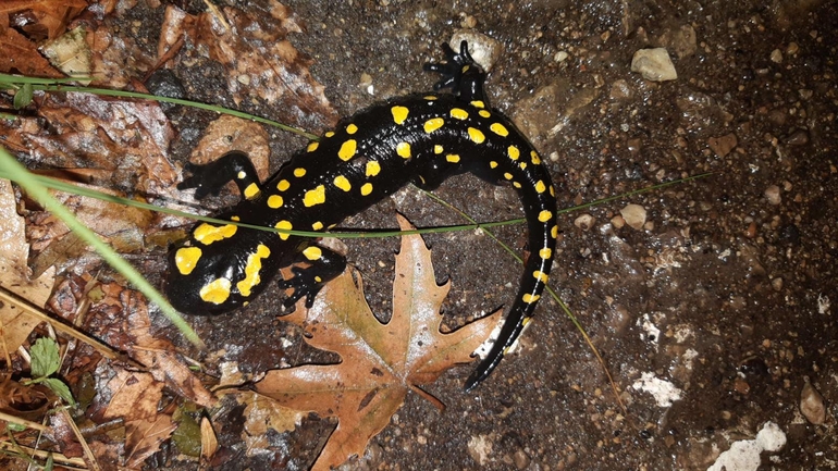 Salamandra infraimmaculata  photographed by רמדאן עיסא 