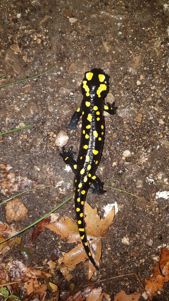 Salamandra infraimmaculata  photographed by רמדאן עיסא 