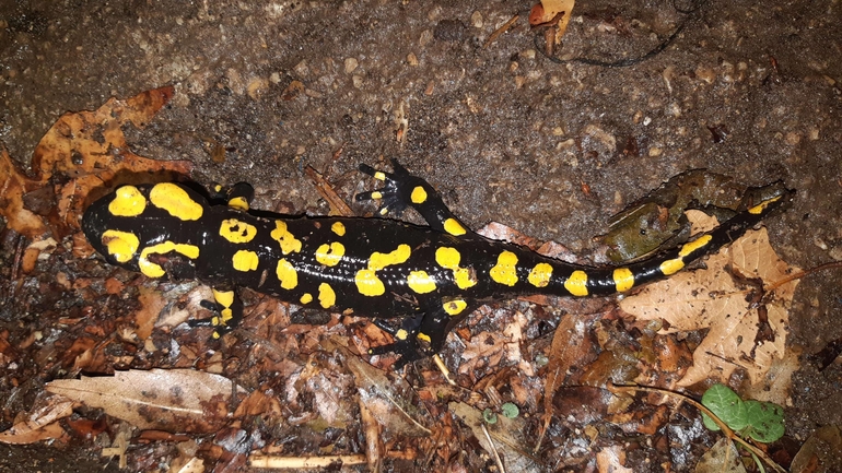 Salamandra infraimmaculata  photographed by רמדאן עיסא 