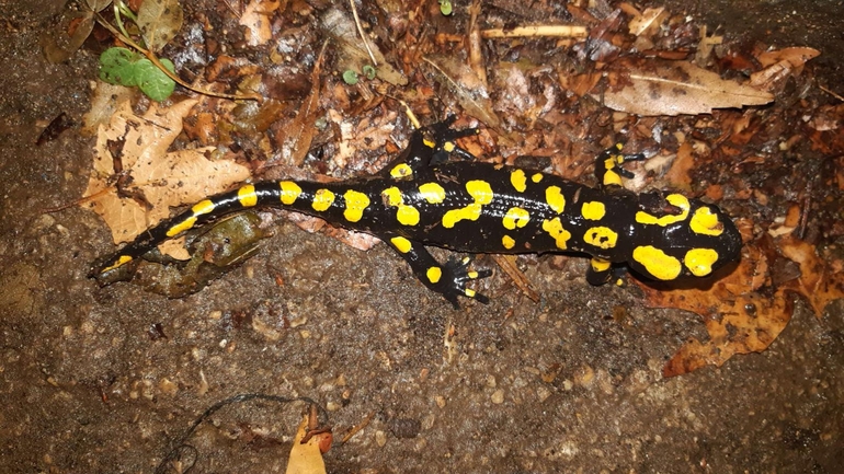 Salamandra infraimmaculata  photographed by רמדאן עיסא 