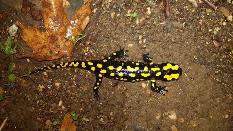 Salamandra infraimmaculata  photographed by רמדאן עיסא 