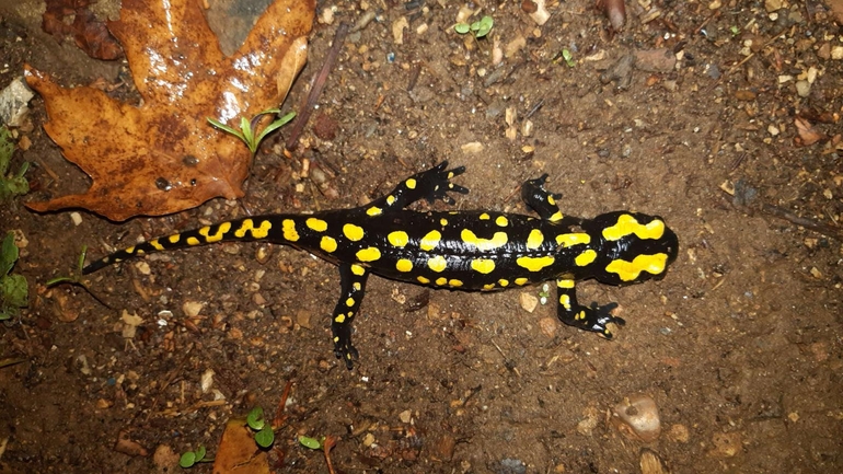 Salamandra infraimmaculata  photographed by רמדאן עיסא 