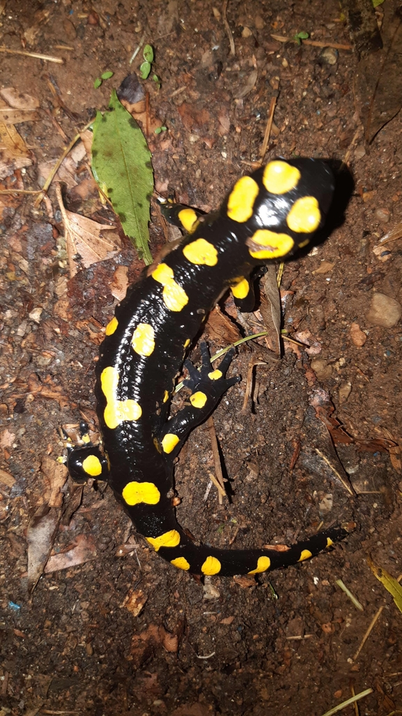 Salamandra infraimmaculata  photographed by רמדאן עיסא 