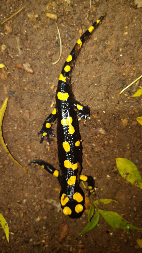 Salamandra infraimmaculata  photographed by רמדאן עיסא 