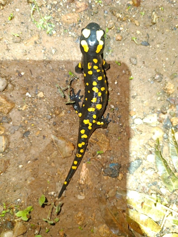 Salamandra infraimmaculata  photographed by רמדאן עיסא 