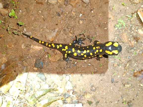 Salamandra infraimmaculata  photographed by רמדאן עיסא 