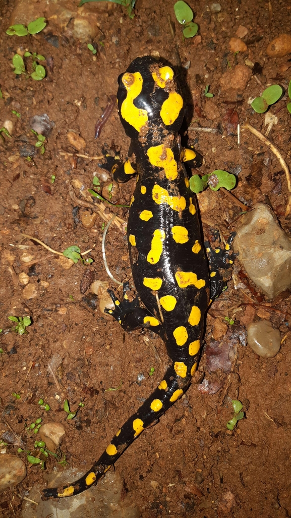 Salamandra infraimmaculata  photographed by רמדאן עיסא 