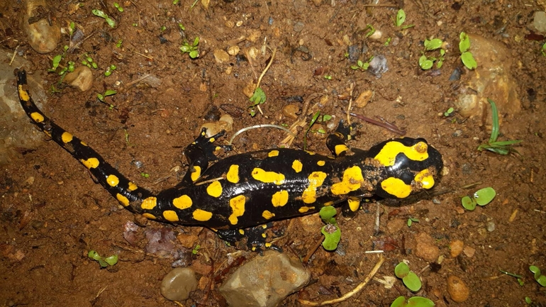 Salamandra infraimmaculata  photographed by רמדאן עיסא 