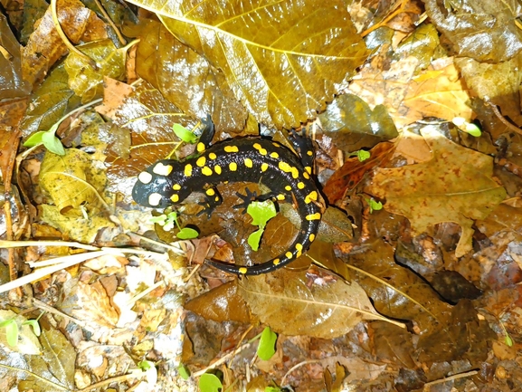 Salamandra infraimmaculata  photographed by רמדאן עיסא 