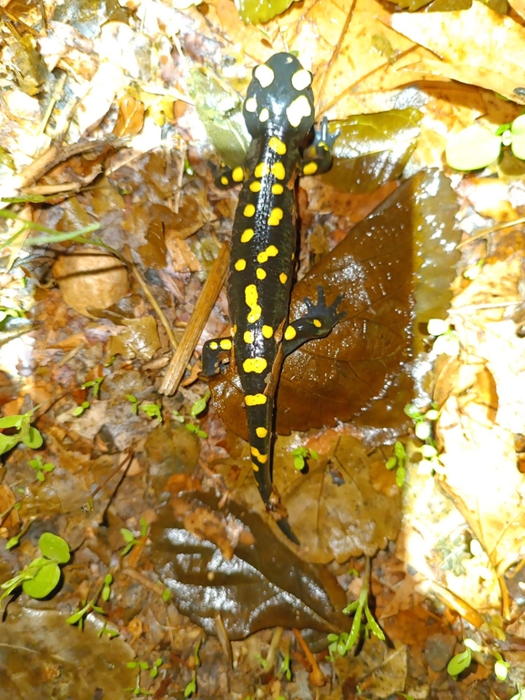 Salamandra infraimmaculata  photographed by רמדאן עיסא 