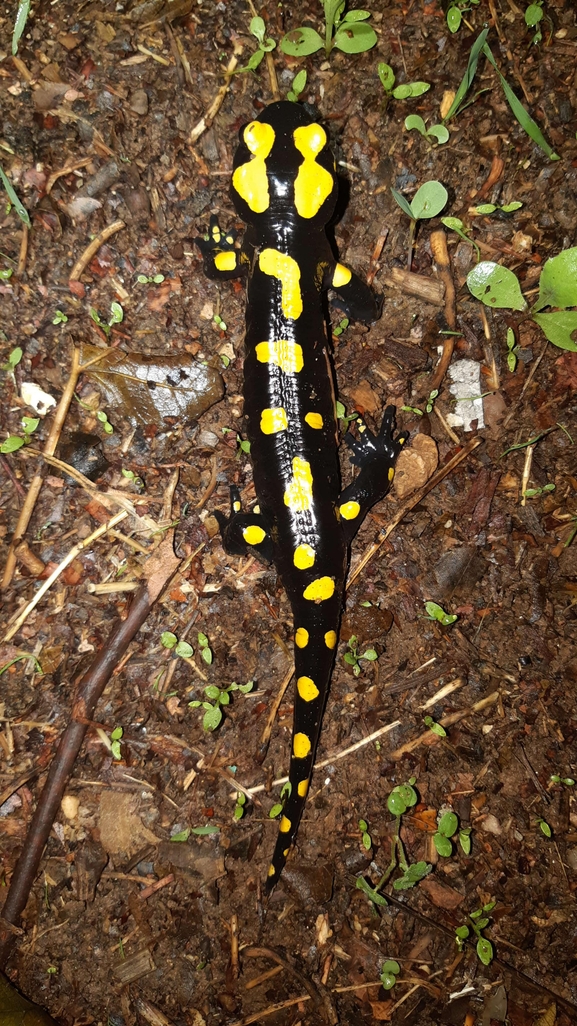 Salamandra infraimmaculata  photographed by רמדאן עיסא 