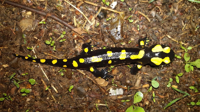 Salamandra infraimmaculata  photographed by רמדאן עיסא 