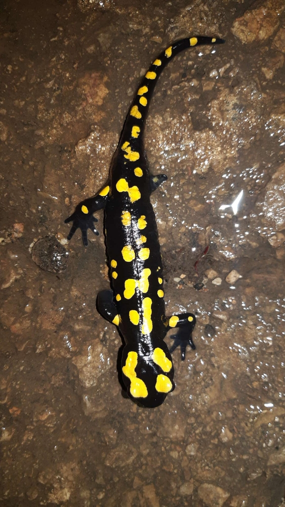 Salamandra infraimmaculata  photographed by רמדאן עיסא 