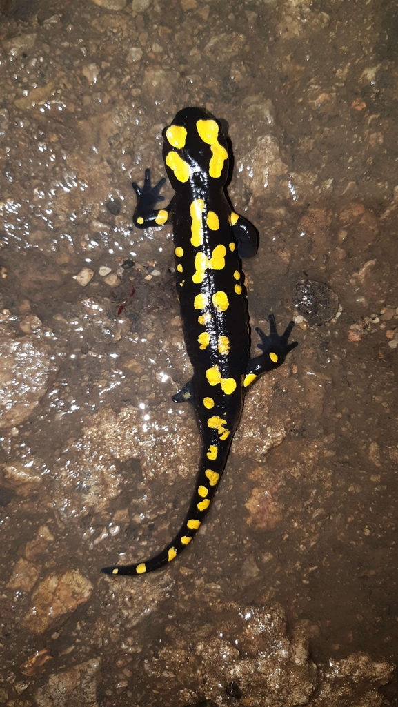 Salamandra infraimmaculata  photographed by רמדאן עיסא 