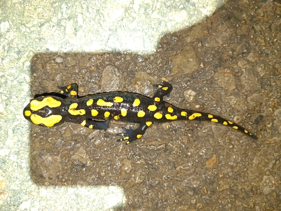 Salamandra infraimmaculata  photographed by רמדאן עיסא 