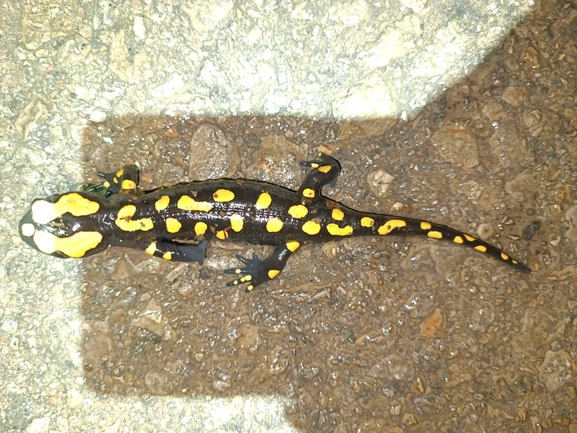 Salamandra infraimmaculata  photographed by רמדאן עיסא 