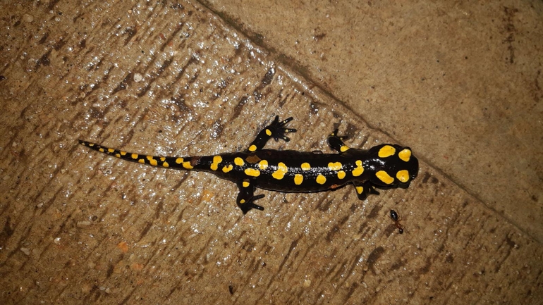 Salamandra infraimmaculata  photographed by רמדאן עיסא 