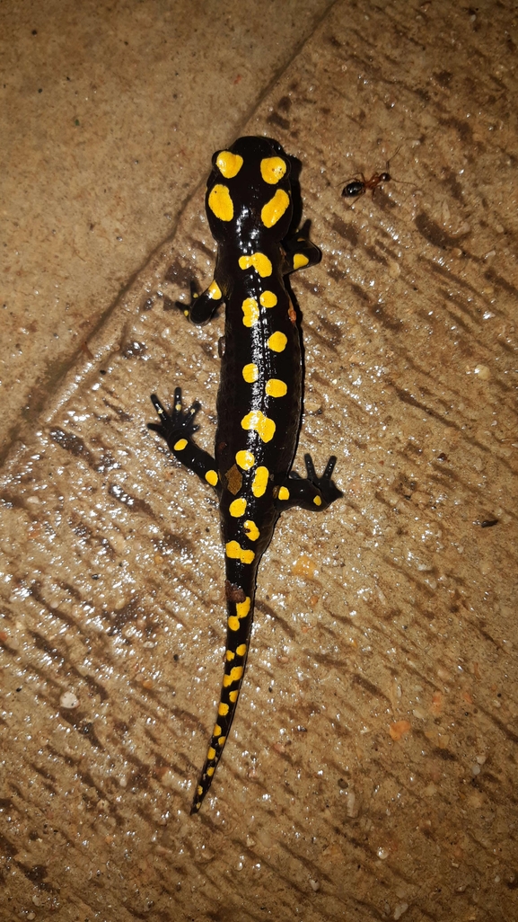 Salamandra infraimmaculata  photographed by רמדאן עיסא 