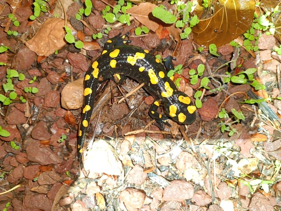 Salamandra infraimmaculata  photographed by רמדאן עיסא 