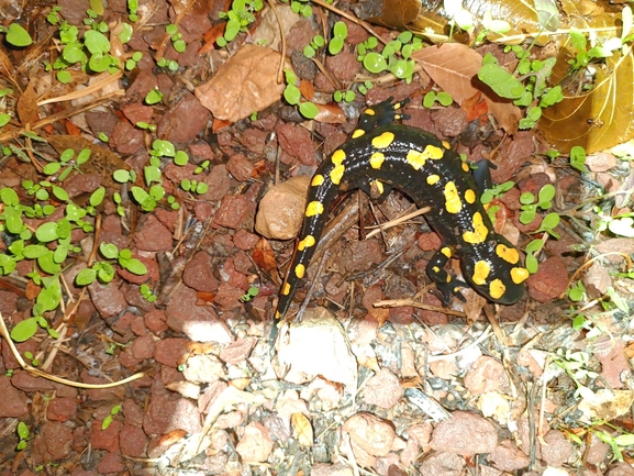 Salamandra infraimmaculata  photographed by רמדאן עיסא 