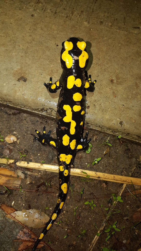 Salamandra infraimmaculata  photographed by רמדאן עיסא 