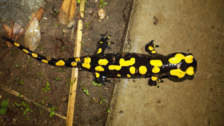 Salamandra infraimmaculata  photographed by רמדאן עיסא 