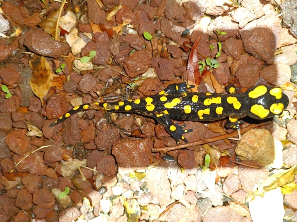 Salamandra infraimmaculata  photographed by רמדאן עיסא 