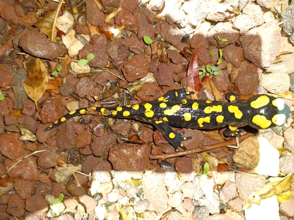 Salamandra infraimmaculata  photographed by רמדאן עיסא 