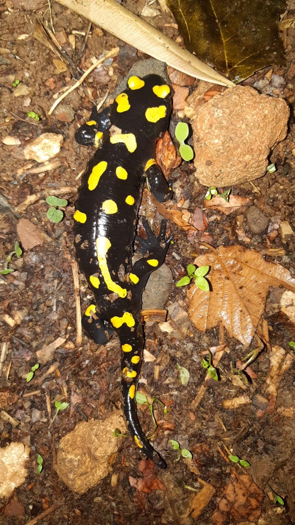 Salamandra infraimmaculata  photographed by רמדאן עיסא 