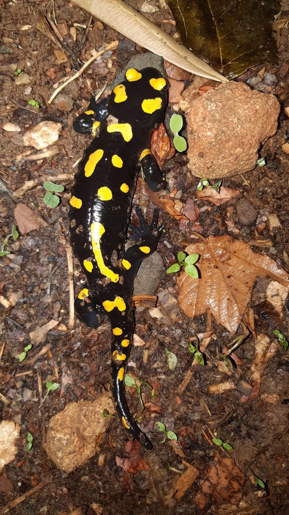 Salamandra infraimmaculata  photographed by רמדאן עיסא 