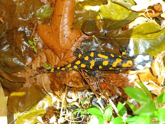 Salamandra infraimmaculata  photographed by רמדאן עיסא 