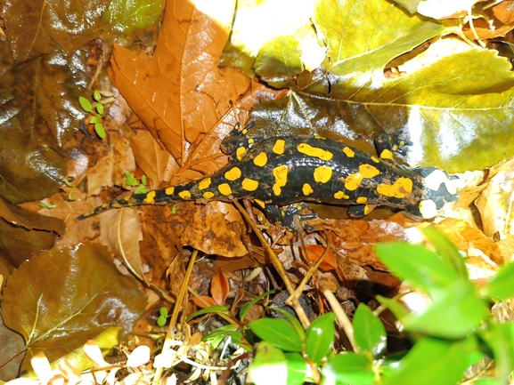 Salamandra infraimmaculata  photographed by רמדאן עיסא 