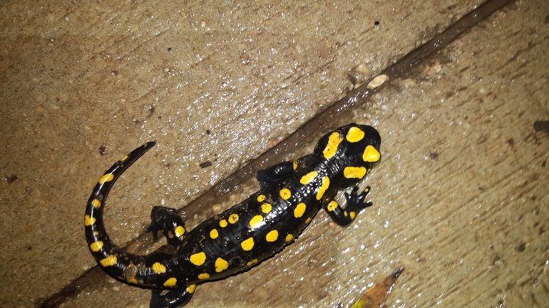 Salamandra infraimmaculata  photographed by רמדאן עיסא 