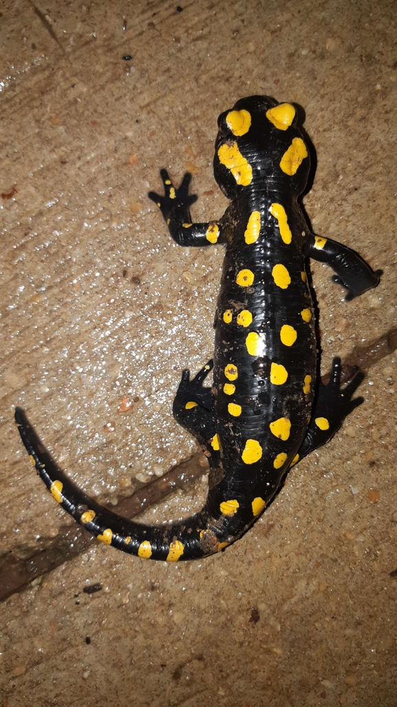 Salamandra infraimmaculata  photographed by רמדאן עיסא 