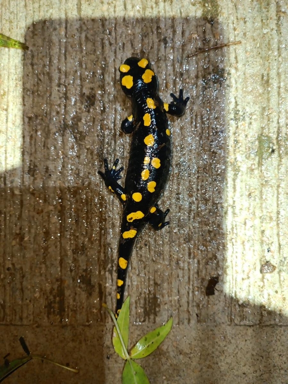 Salamandra infraimmaculata  photographed by רמדאן עיסא 