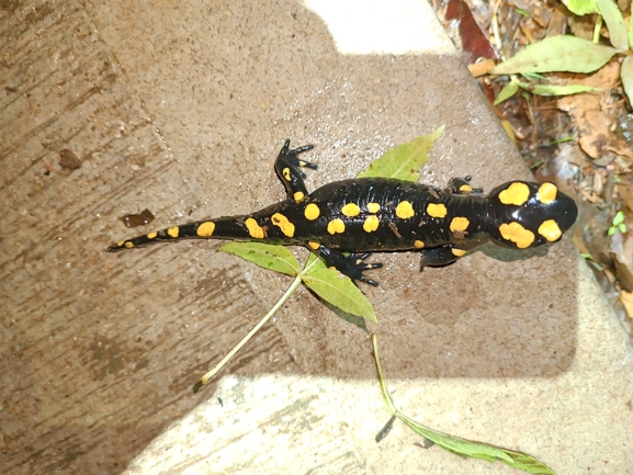 Salamandra infraimmaculata  photographed by רמדאן עיסא 