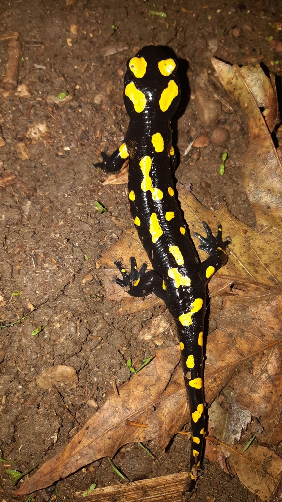 Salamandra infraimmaculata  photographed by רמדאן עיסא 