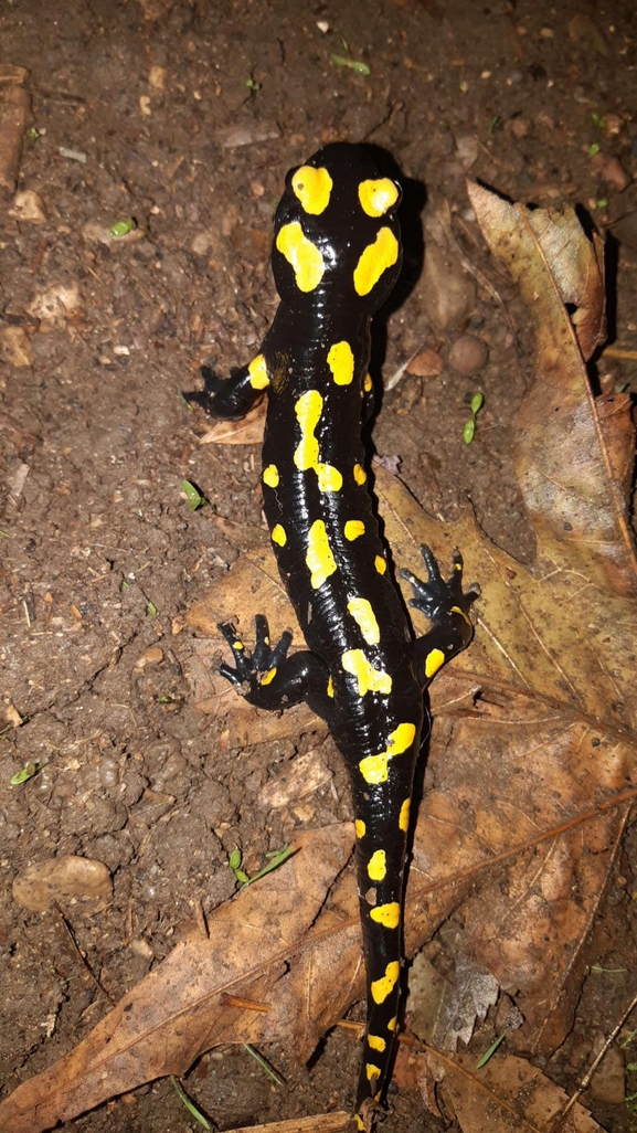 Salamandra infraimmaculata  photographed by רמדאן עיסא 