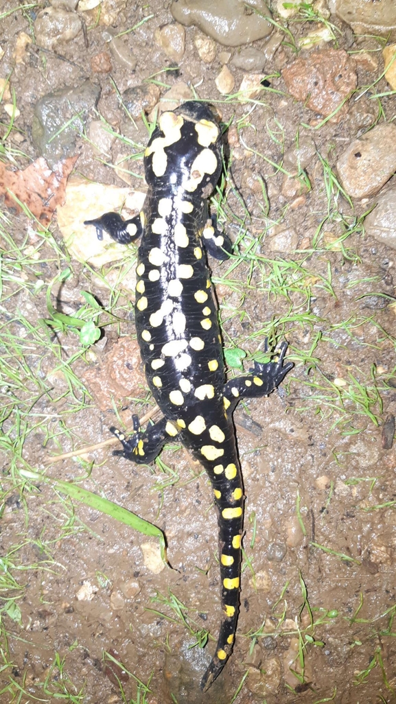 Salamandra infraimmaculata  photographed by רמדאן עיסא 