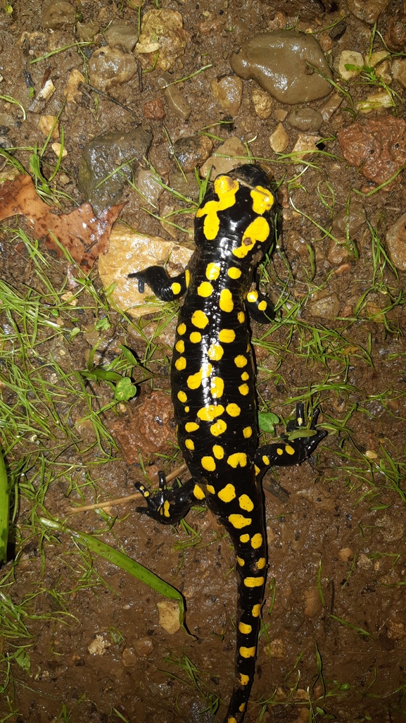 Salamandra infraimmaculata  photographed by רמדאן עיסא 