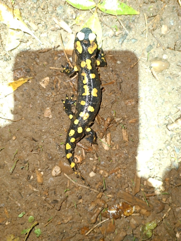 Salamandra infraimmaculata  photographed by רמדאן עיסא 