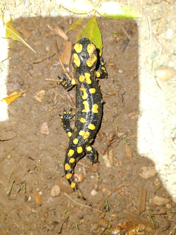 Salamandra infraimmaculata  photographed by רמדאן עיסא 