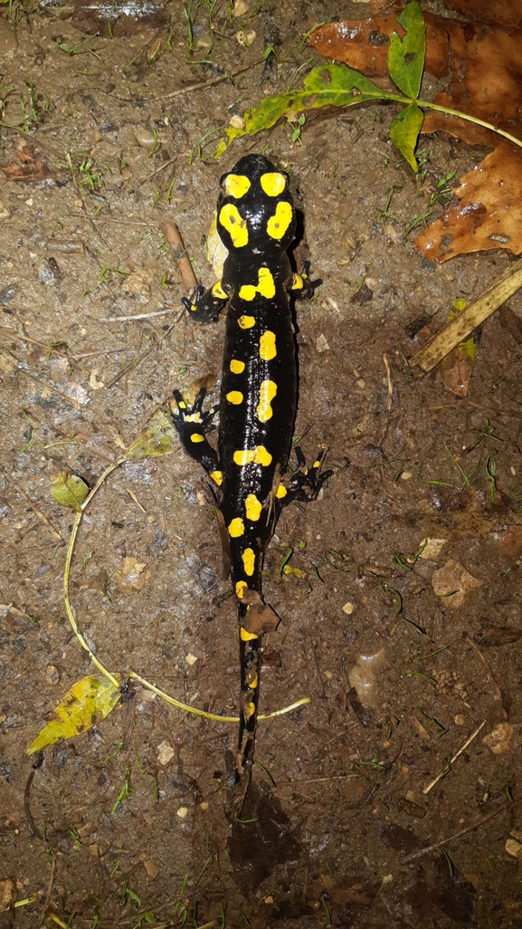 Salamandra infraimmaculata  photographed by רמדאן עיסא 