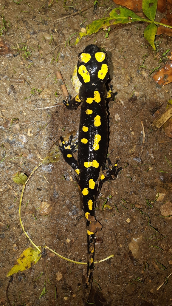 Salamandra infraimmaculata  photographed by רמדאן עיסא 