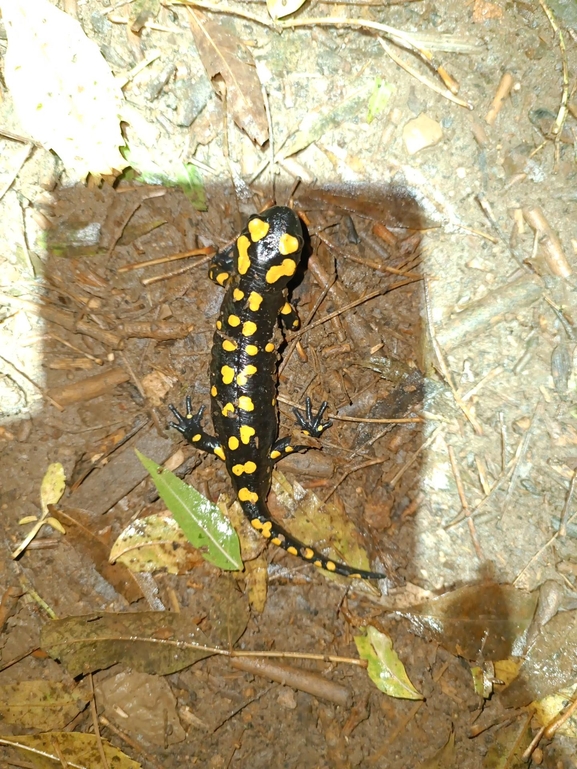 Salamandra infraimmaculata  photographed by רמדאן עיסא 