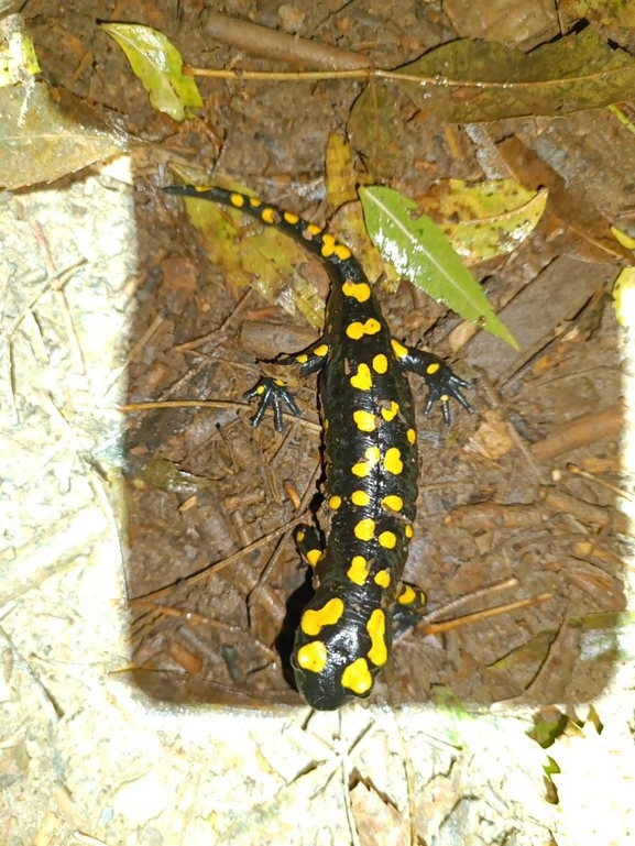 Salamandra infraimmaculata  photographed by רמדאן עיסא 