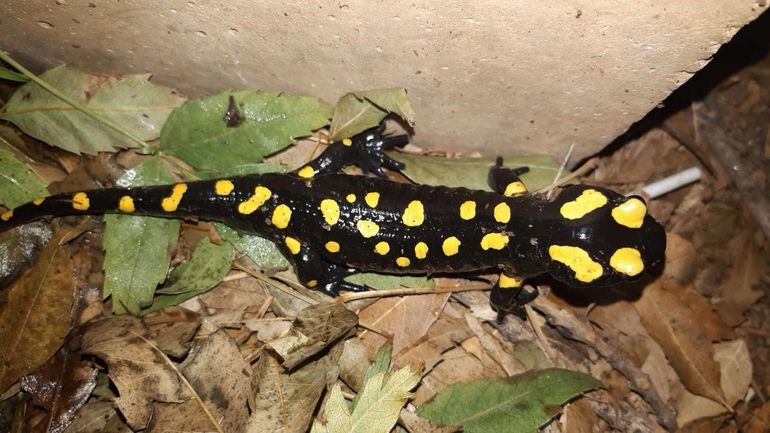 Salamandra infraimmaculata  photographed by רמדאן עיסא 